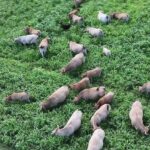 Nouvelles cultures adoptées en France pour faire face à la sécheresse agricole.