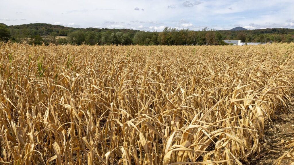Sécheresse : la FNSEA alerte sur la faillite imminente de milliers d’agriculteurs.