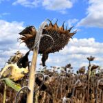 Scandale : le plan d’aide d’urgence du gouvernement soulève des critiques chez les agriculteurs.
