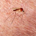 Propagation du virus du Nil occidental : cas confirmés dans le Vaucluse, Var et Bouches-du-Rhône.