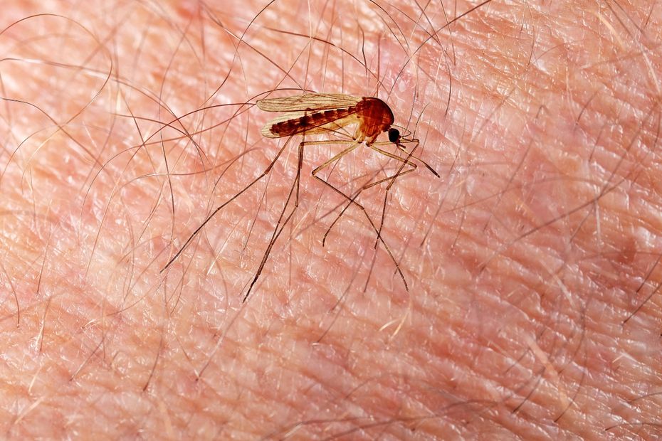 Propagation du virus du Nil occidental : cas confirmés dans le Vaucluse, Var et Bouches-du-Rhône.