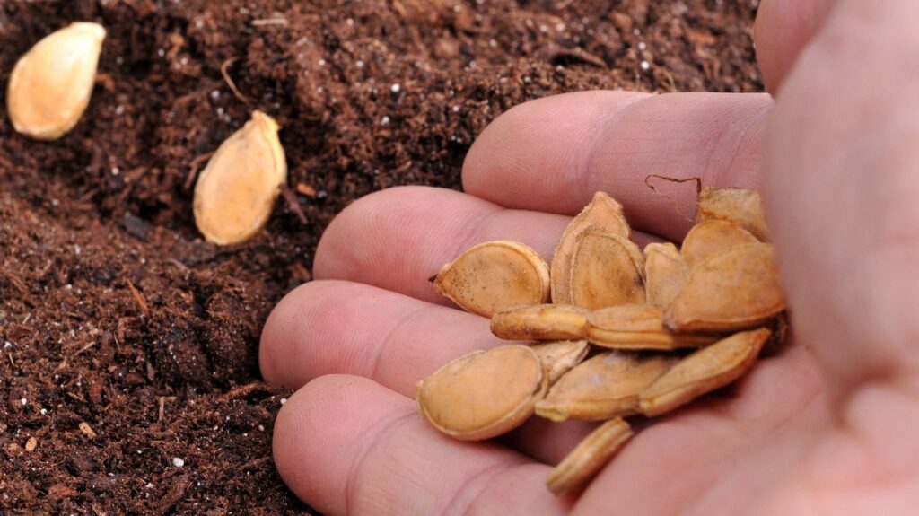 Des cas de salmonellose liés à des graines de courge entraînent des rappels en France.
