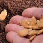 Des cas de salmonellose liés à des graines de courge entraînent des rappels en France.