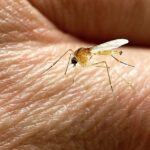Flambée des cas de virus West Nile en Provence : risques d’expansion en Europe.