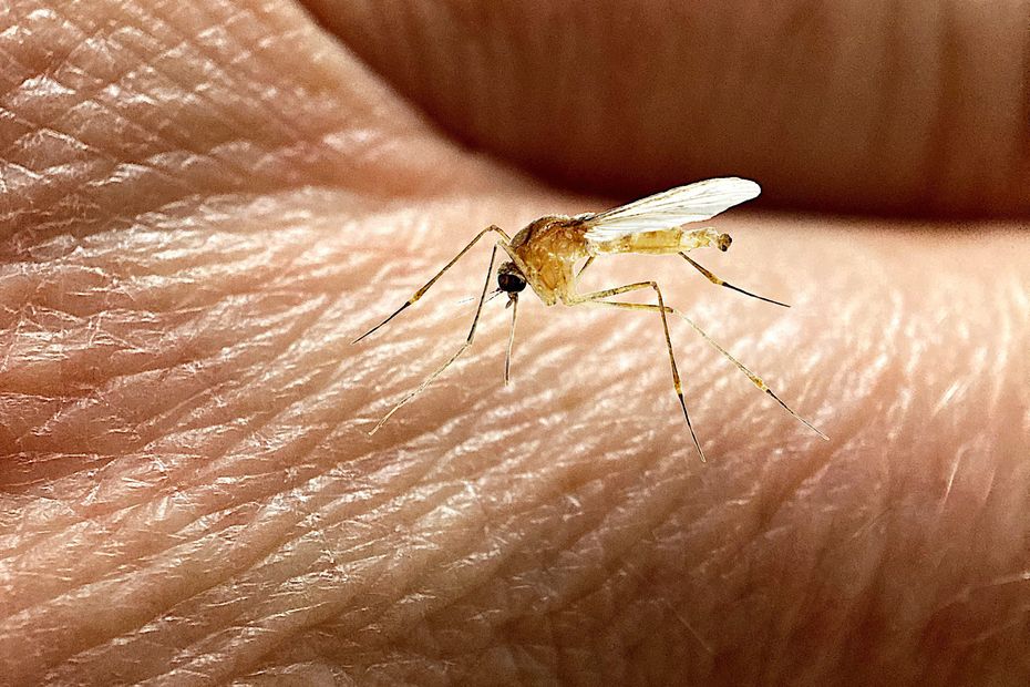 Flambée des cas de virus West Nile en Provence : risques d’expansion en Europe.