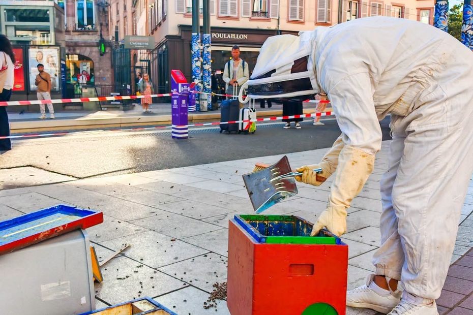 Un essaim d’abeilles perturbe la circulation à Strasbourg, un tramway apiculteur intervient.