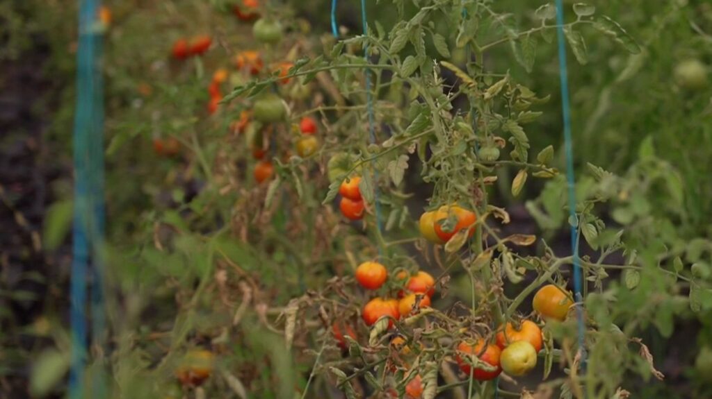Canicules : les agriculteurs français signalent des pertes importantes après les vagues de chaleur.
