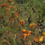Canicules : les agriculteurs français signalent des pertes importantes après les vagues de chaleur.