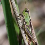 Les sons des forêts terrestres il y a 165 millions d&rsquo;années révélés par des chercheurs.