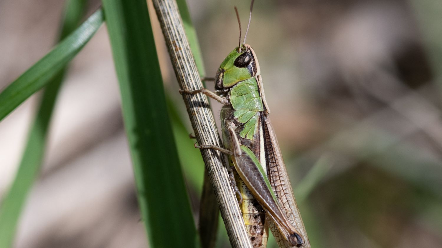 Les sons des forêts terrestres il y a 165 millions d’années révélés par des chercheurs.