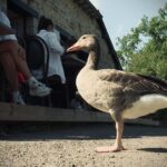 Une oie s&rsquo;installe dans une guinguette bretonne et devient la mascotte des lieux.
