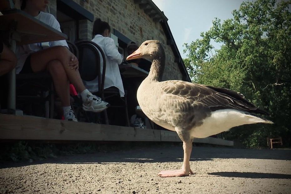 Une oie s’installe dans une guinguette bretonne et devient la mascotte des lieux.