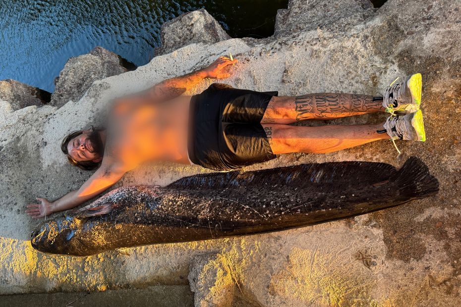 Un pêcheur capture un silure de 2,33 mètres après 20 minutes de combat dans la Loire.