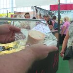 Le rollot, fromage picard redécouvert grâce à une famille d&rsquo;artisans laitiers.