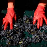 Vendanges 2026 : Languedoc-Roussillon et Bordelais en hausse, autres régions affectées par la sécheresse.