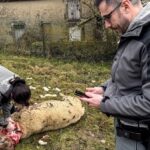 Colère des éleveurs dans la Drôme après la mort de 64 brebis suite à des attaques de loups