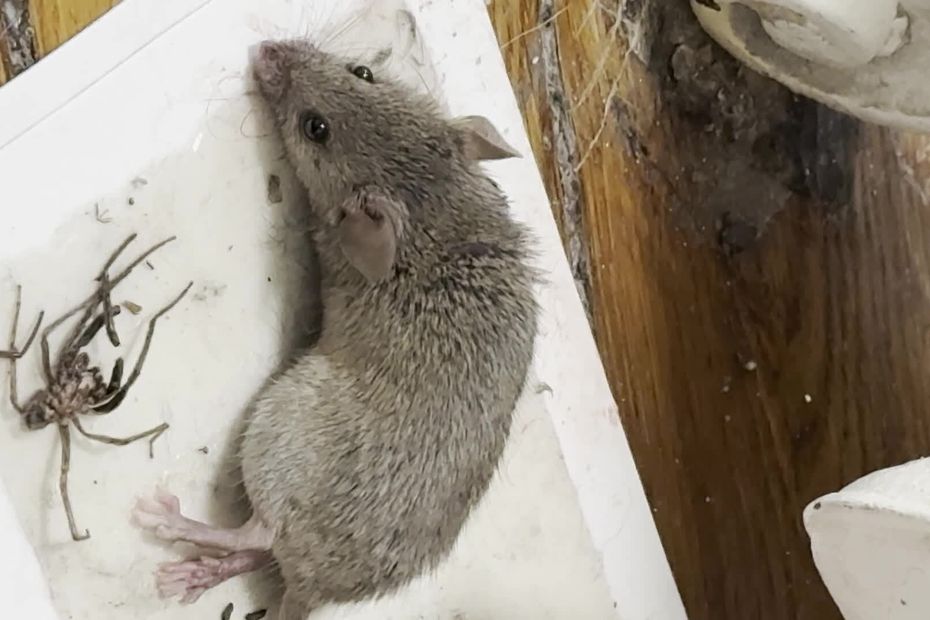 Retrait des pièges à colle pour rats dans un magasin suite à la pression de l’association PAZ