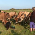 Désaccord avec la mairie : les agriculteurs d&rsquo;Ouessant quittent l&rsquo;île.