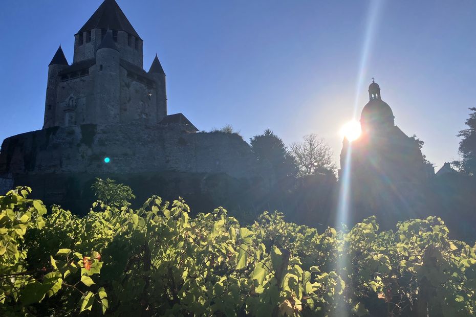 Aventure viticole en Île-de-France : découverte des cépages Monarch, Muscaris et Solaris.
