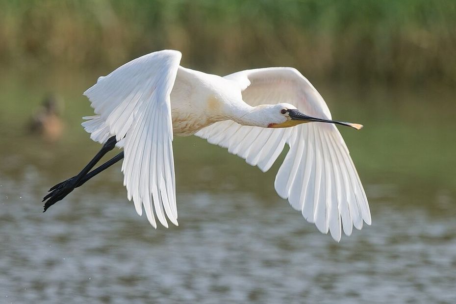 Deux spatules blanches filmées avec leurs trois poussins dans le Val de Loire en Touraine