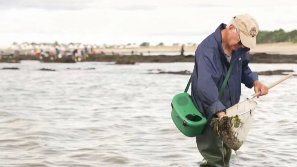 Pêche à pied dans le Morbihan : les adeptes profitent des grandes marées actuelles