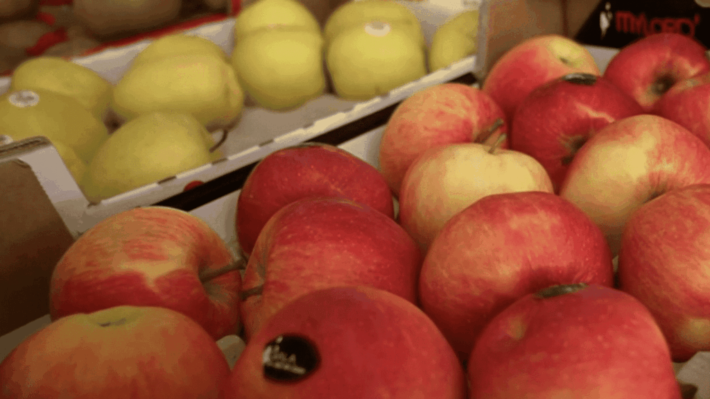 Récolte de pommes en France réduite d’un tiers, sortie jugée non rentable par les producteurs.