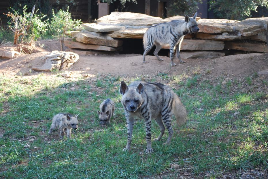 Trois hyènes rayées naissent en captivité au zoo de La Barben, une espèce menacée.