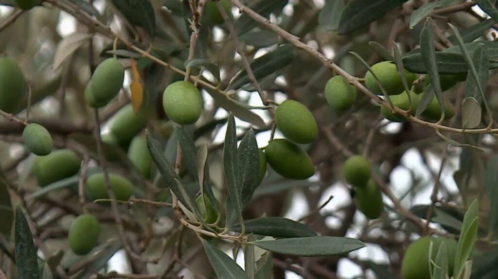 La canicule favorise le début de récolte des olives en France, selon les producteurs.