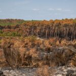 Incendies en Gironde : le syndicat des sylviculteurs demande des subventions pour le bois brûlé.