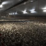 L214 dénonce la maltraitance des canards dans un élevage intensif en Maine-et-Loire.