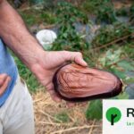 Canicules : Les agriculteurs alertent sur la sécheresse persistante dans les champs.