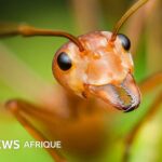 Une étude révèle que les décisions des fourmis peuvent améliorer la prise de décision humaine.