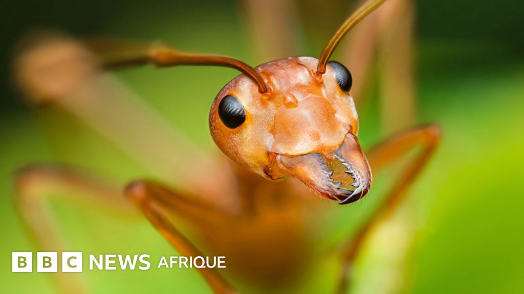 Une étude révèle que les décisions des fourmis peuvent améliorer la prise de décision humaine.