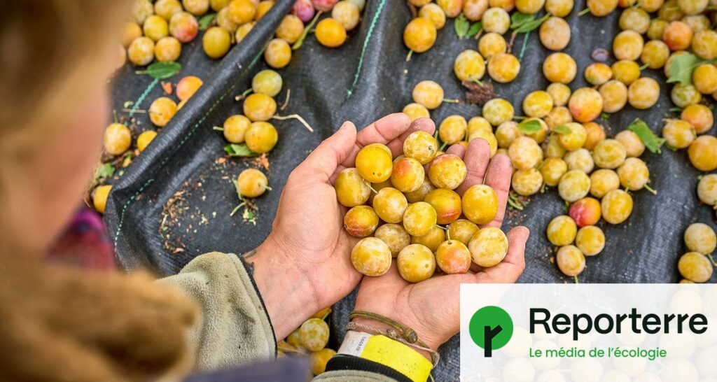 Canicule : la production de mirabelles en Lorraine affectée par les températures élevées