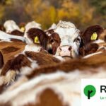 L’UE suspend les importations de viande brésilienne en raison d’antibiotiques interdits.