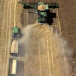 Baisse de la production mondiale de céréales : les stocks stratégiques en question