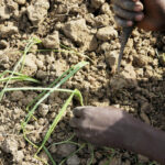 Nigeria et Ghana : la crise de l&rsquo;oignon met en lumière les défis du libre-échange.