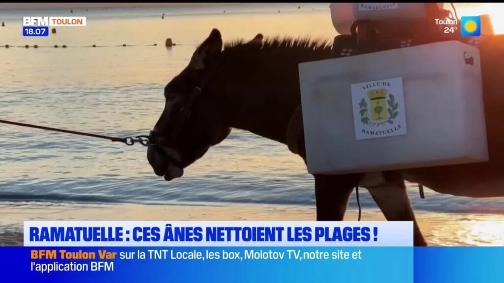 Deux ânes engagés pour le nettoyage de la plage de Pampelonne à Ramatuelle