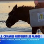 Deux ânes engagés pour le nettoyage de la plage de Pampelonne à Ramatuelle