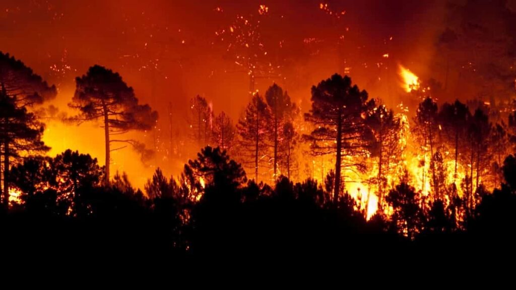 Neuf présumés pyromanes incarcérés après les incendies de Jijel en Algérie.