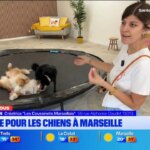 Crèche pour animaux à Marseille : un service de garde en plein essor pour les propriétaires.
