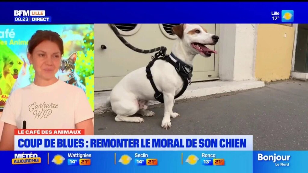 Le Café des Animaux propose des conseils pour améliorer le moral des chiens en difficulté.