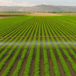 MIT développe des solutions durables pour la protection des cultures agricoles.