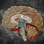 Atlas du striatum cérébral du MIT pourrait orienter la recherche sur de nouveaux traitements médicamenteux.
