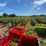 Nouvelles formations en fleuristerie, viticulture et jardinage à Agricampus Var, Hyères et Arcs.