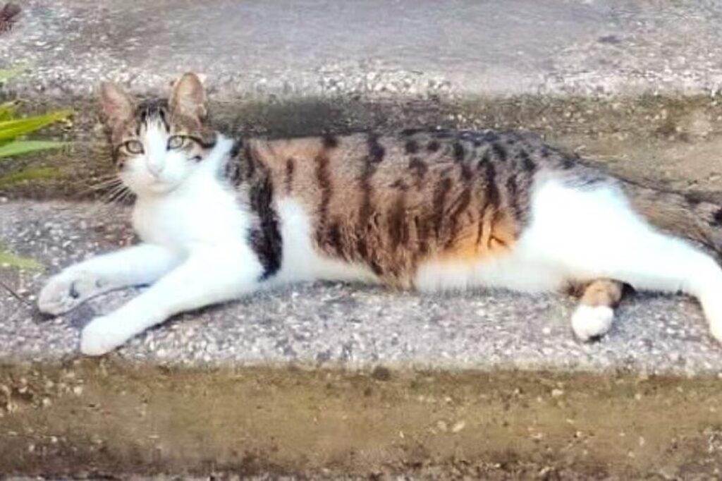 Un chat blessé par deux plombs à Six-Fours, une nouvelle violence animale signalée.