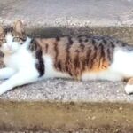 Un chat blessé par deux plombs à Six-Fours, une nouvelle violence animale signalée.
