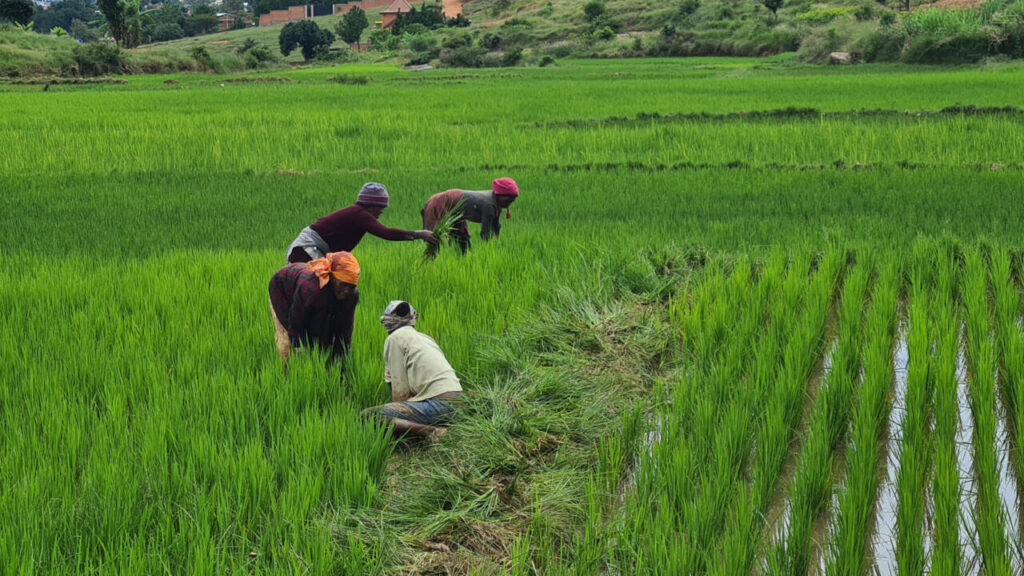 Croisement de riz africain et asiatique : le débat sur un nouvel OGM se renforce.