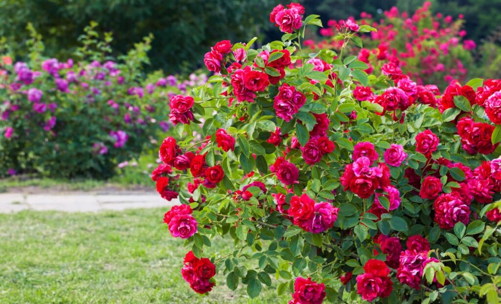 Une fleur bleue attire les prédateurs des pucerons pour protéger les rosiers.