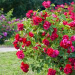 Une fleur bleue attire les prédateurs des pucerons pour protéger les rosiers.